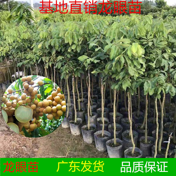 龙眼树苗南方种植的 地栽_龙眼树苗嫁接石硖四季蜜龙眼苗盆栽地栽南方