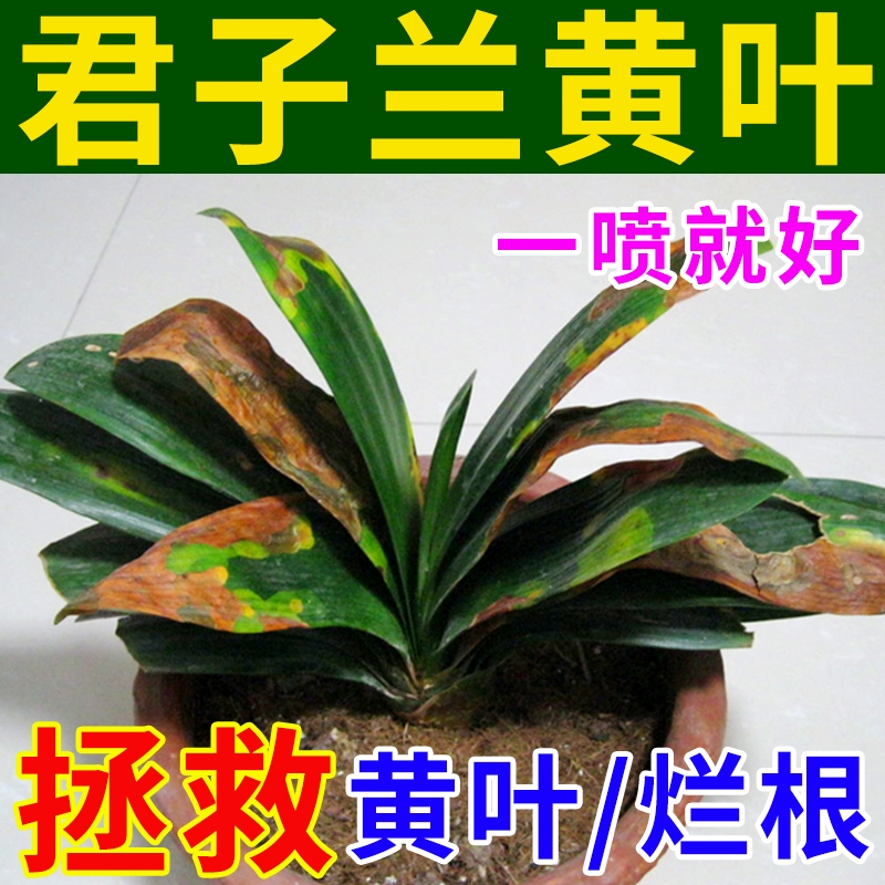 兰花多箭素兰花专用营养液催花延花期治黄叶专用液体肥通用