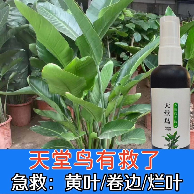 天堂鸟营养液专用浓缩肥料家用绿植植物鹤望兰卷边裂开黄叶通用型