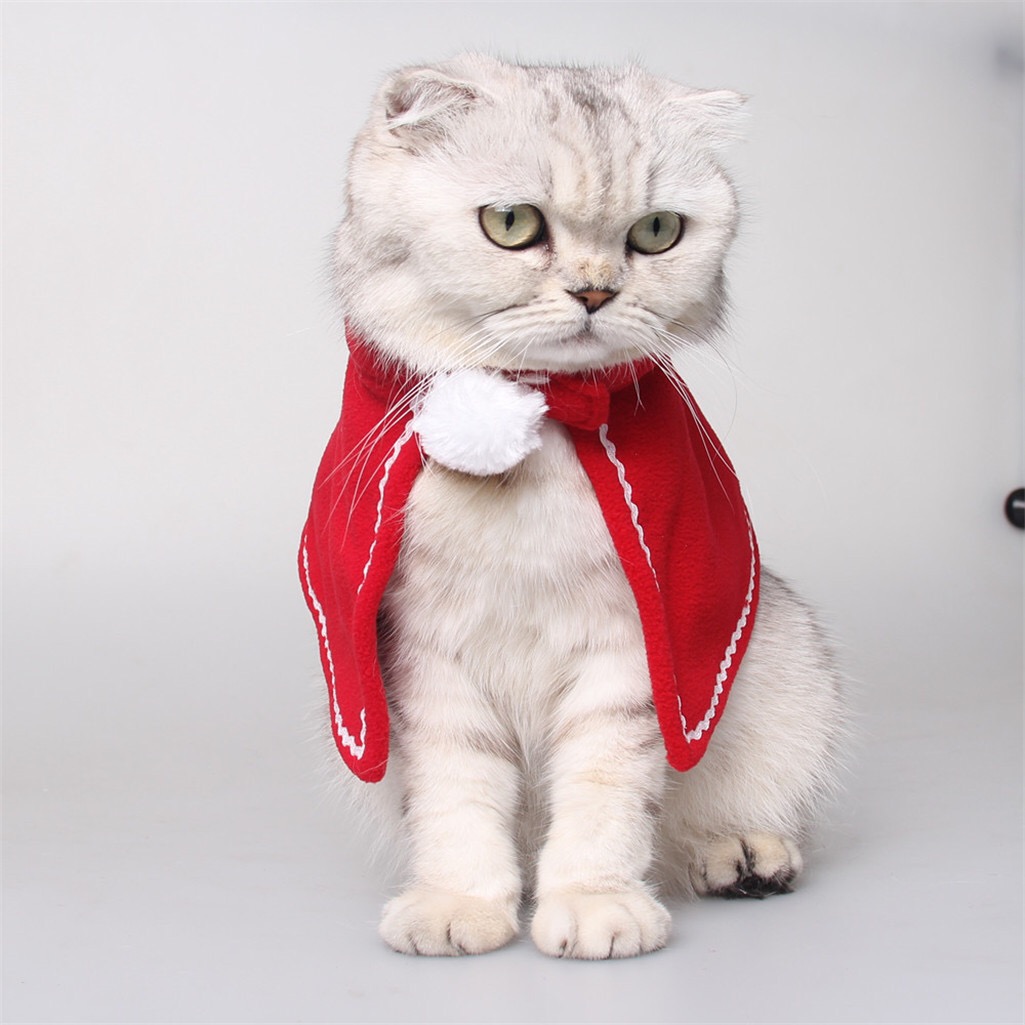 可爱猫咪-穿着红色衣服的猫咪_素材公社