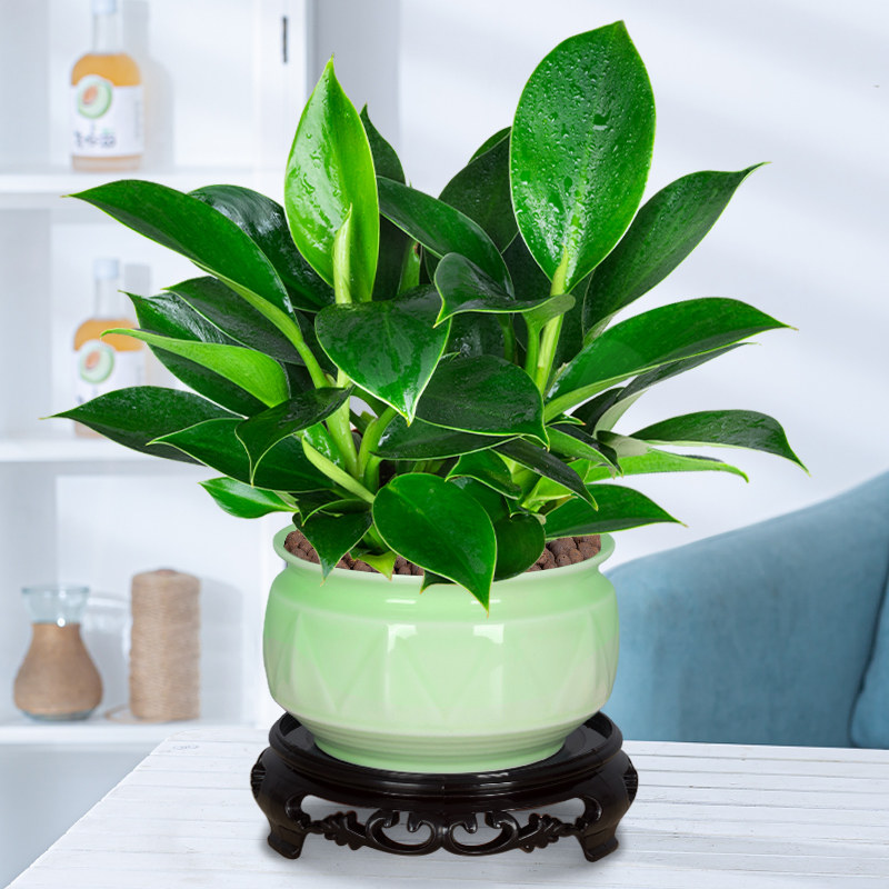 金钻盆栽水培植物办公室客厅好养四季花卉桌面绿植吸甲醛净化空气