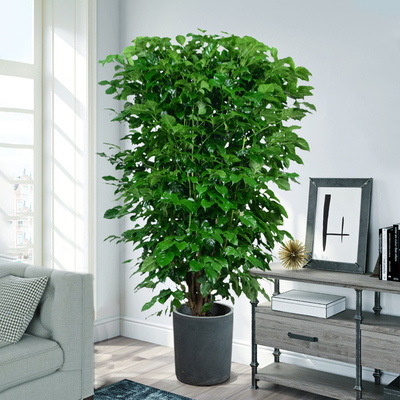 幸福树绿宝植物办公室内吸甲醛净化空气落地盆栽客厅绿植大型植物