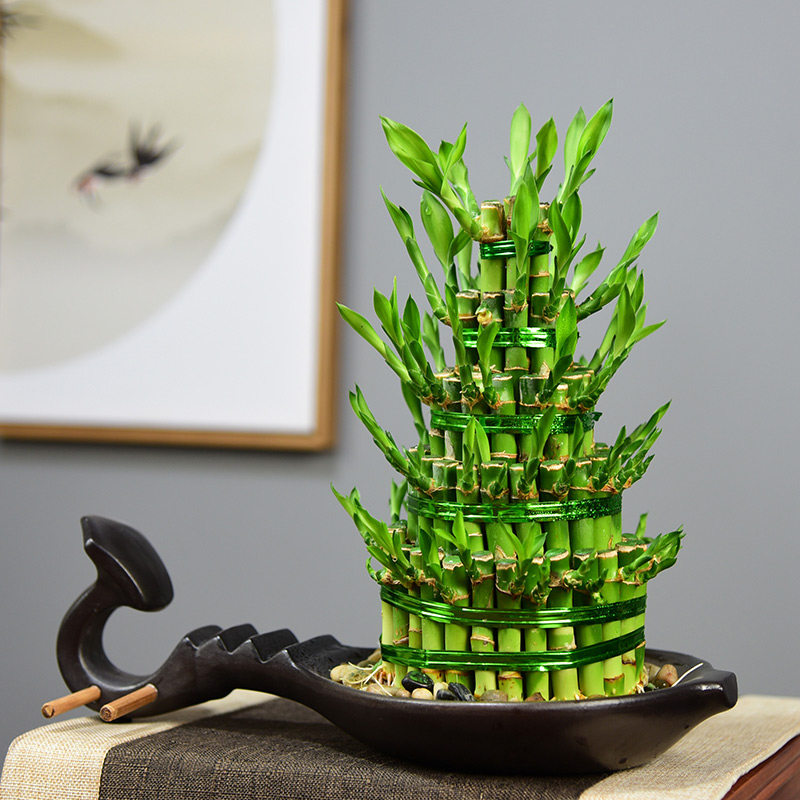 富贵竹水培开运竹子带根水养植物室内客厅盆栽花卉转运节节高绿植