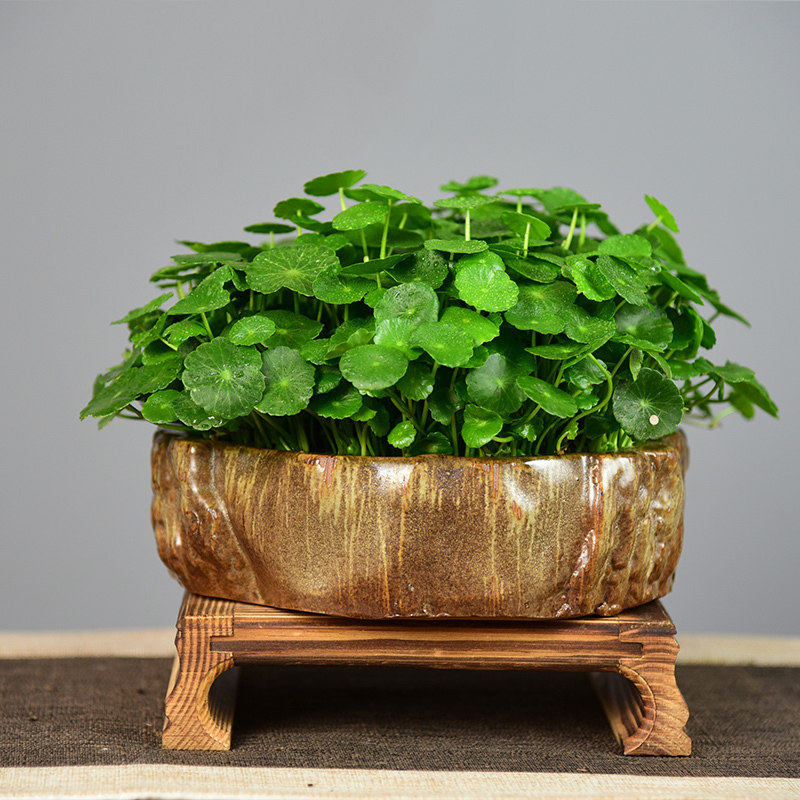 > 水培植物铜钱草