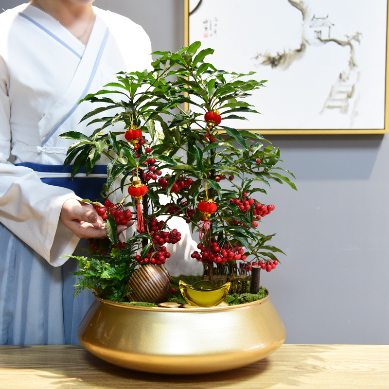 富贵籽盆栽带果金玉满堂年宵花春节喜庆盆景黄金万两植物好养绿植