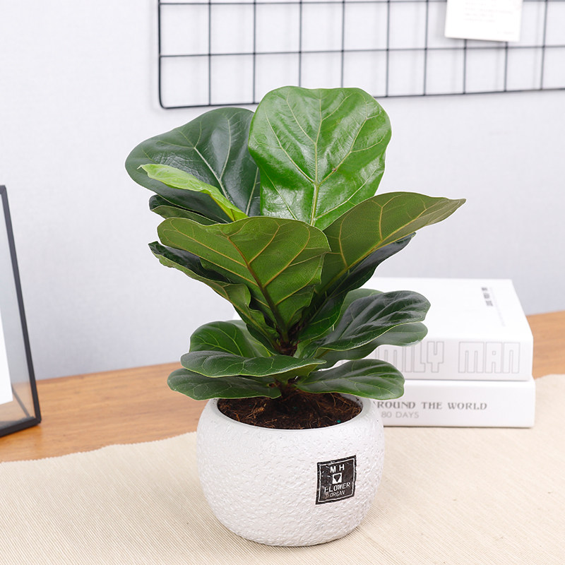 琴叶榕盆栽植物室内办公室盆栽琴叶榕观叶植物四季常青花卉绿植