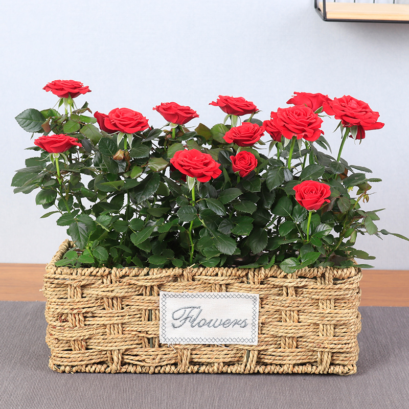 花语自由钻石玫瑰盆栽带花苞发货办公室内阳台花卉四季开花植物