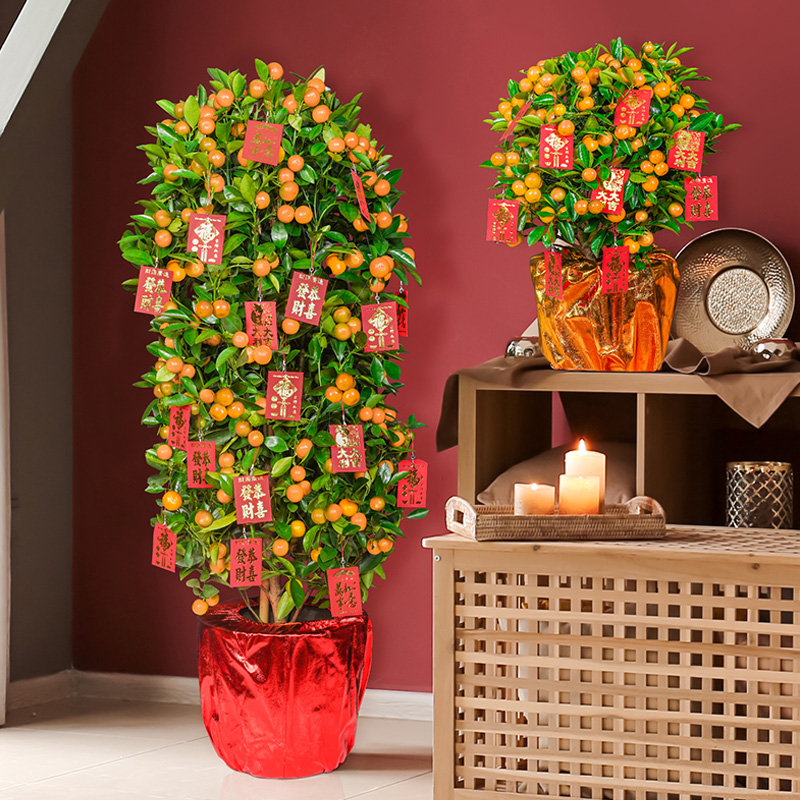 花虎年春节开业送礼高档花卉北京新年装饰—大型绿植/成品组合盆栽
