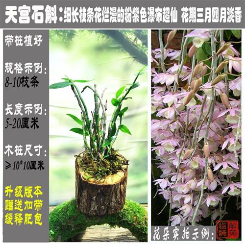 天宫石斛苗 云南红河建水种源板植垂枝多花超仙粉紫仙境 临安斛苑