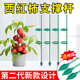 西红柿番茄辣椒支撑杆花支撑架植物防倒伏固定杆爬藤吊兰园艺花架