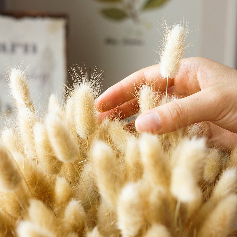 简约生活大束款天然兔尾草干花花束 田园真花风干花束永生花花艺