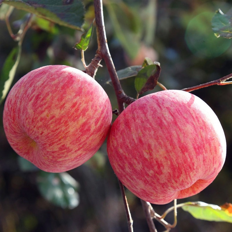 倍贡旗舰店的优惠券大全—烟台红富士苹果正宗栖霞产果园直发山东新鲜