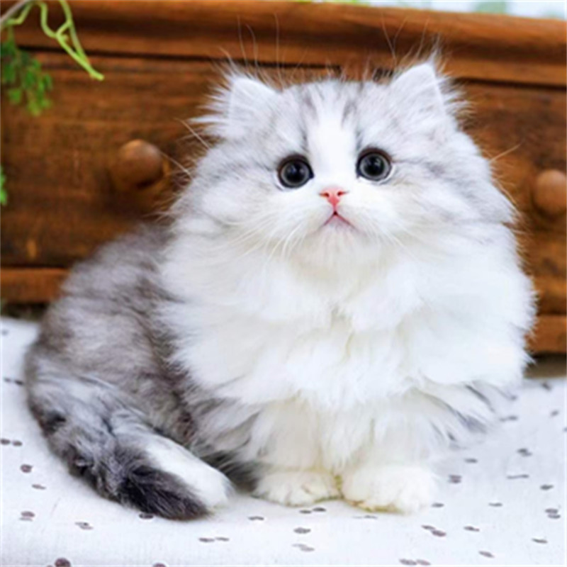 纯种拿破仑矮脚猫长毛短腿猫幼崽猫咪活物幼猫宠物猫