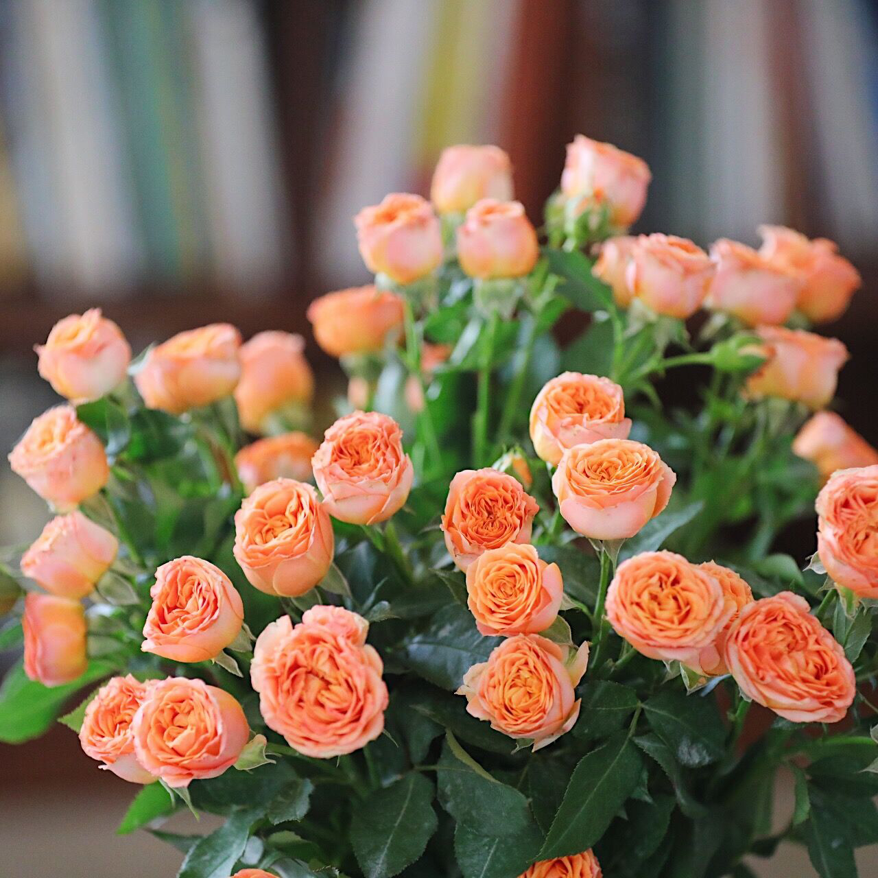 乐作flora|珊瑚泡泡 多头玫瑰