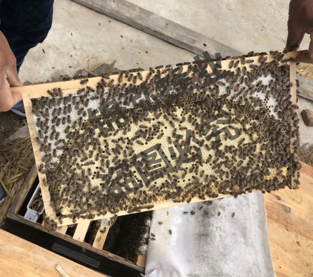 中蜂蜂王种优质开产新王高产黑王带王两脾蜂蜜密蜂群 双色在类目 宠物/宠物食品及用品, 其它宠物, 其它宠物中 - 来自Buy2taobao.com提供专业的淘宝代购服务