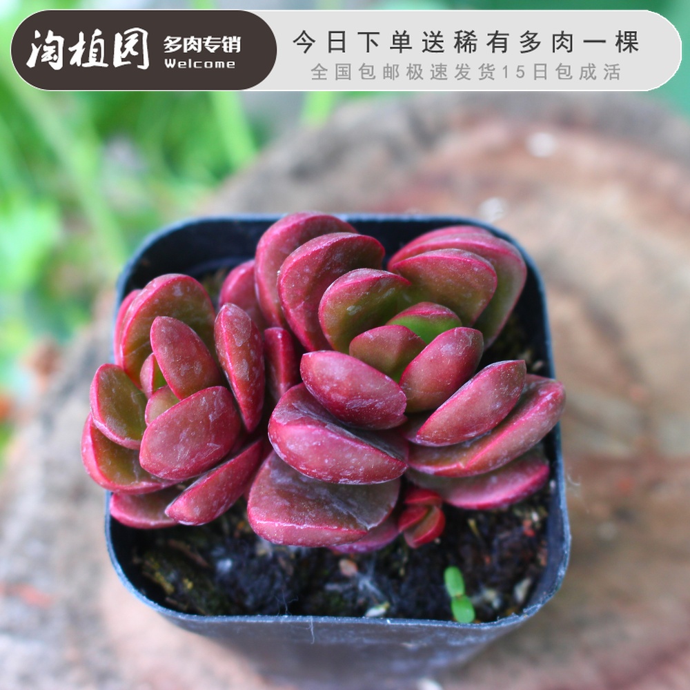 克拉夫多肉稀有多肉植物组合红色多肉办公室防辐射绿植盆栽