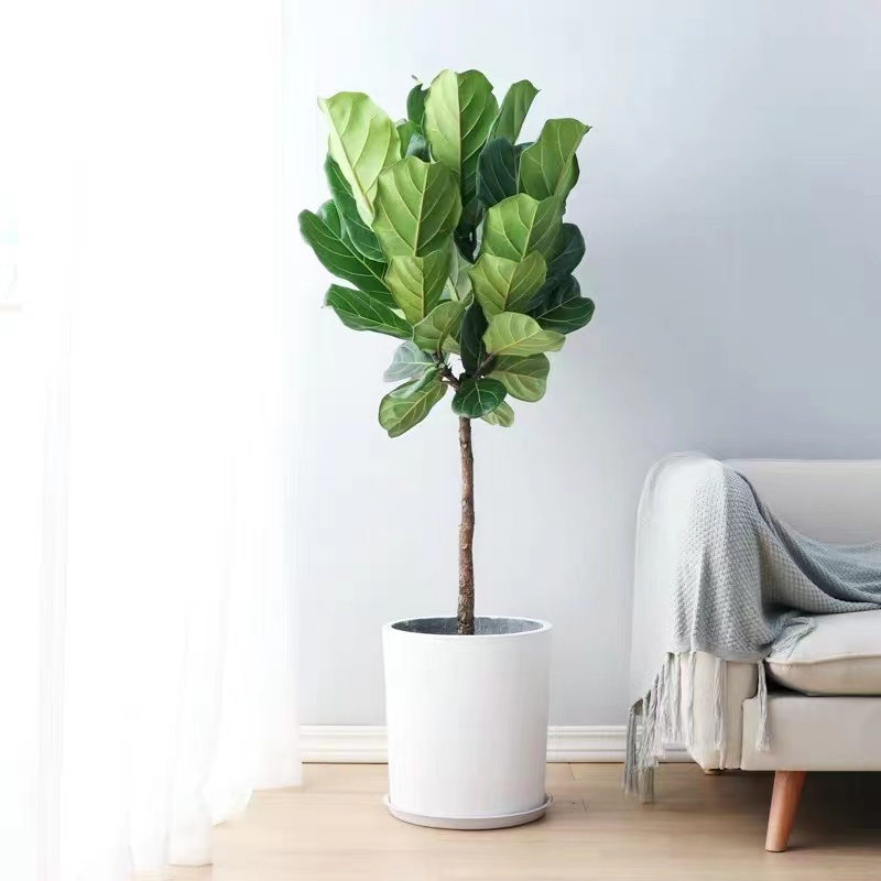 网红琴叶榕盆栽大叶植物北欧简约风办公室室内大型绿植郑州同城