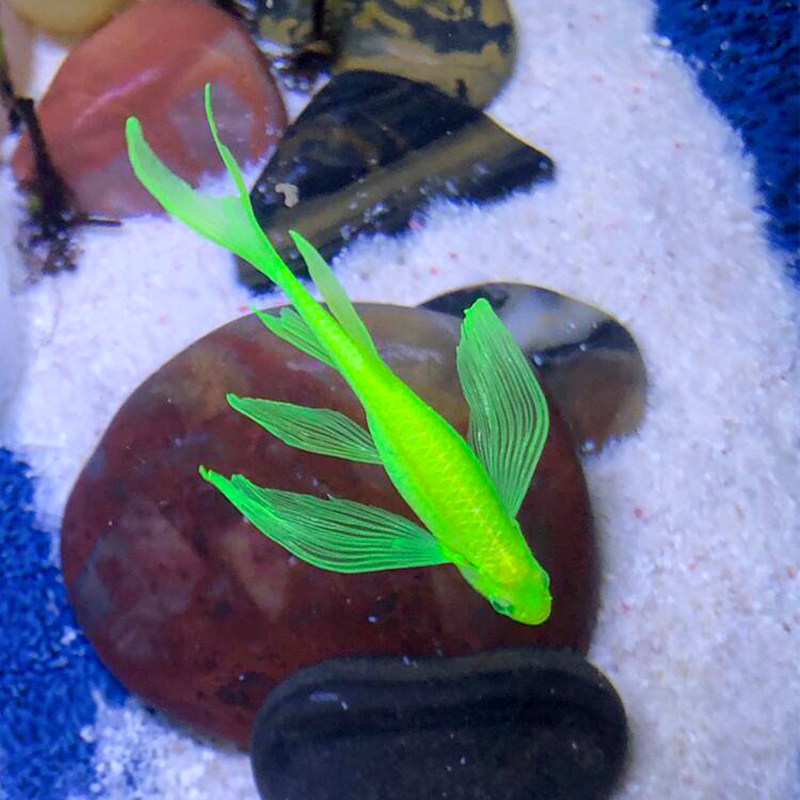 热带观赏鱼蝶翼斑马鱼小型鱼苗观赏鱼耐活淡水活体长尾荧光翡翠