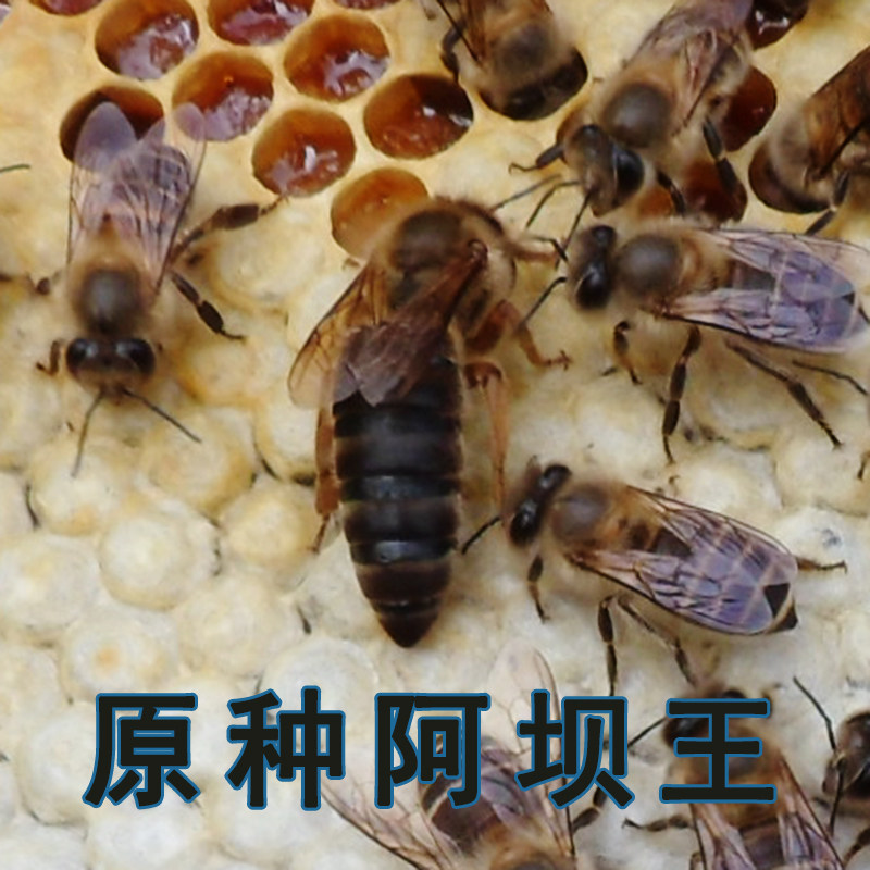 阿坝中蜂蜂王种王中蜂蜂王免邮中蜂王蜂王种王高产王蜜蜂蜂王种王