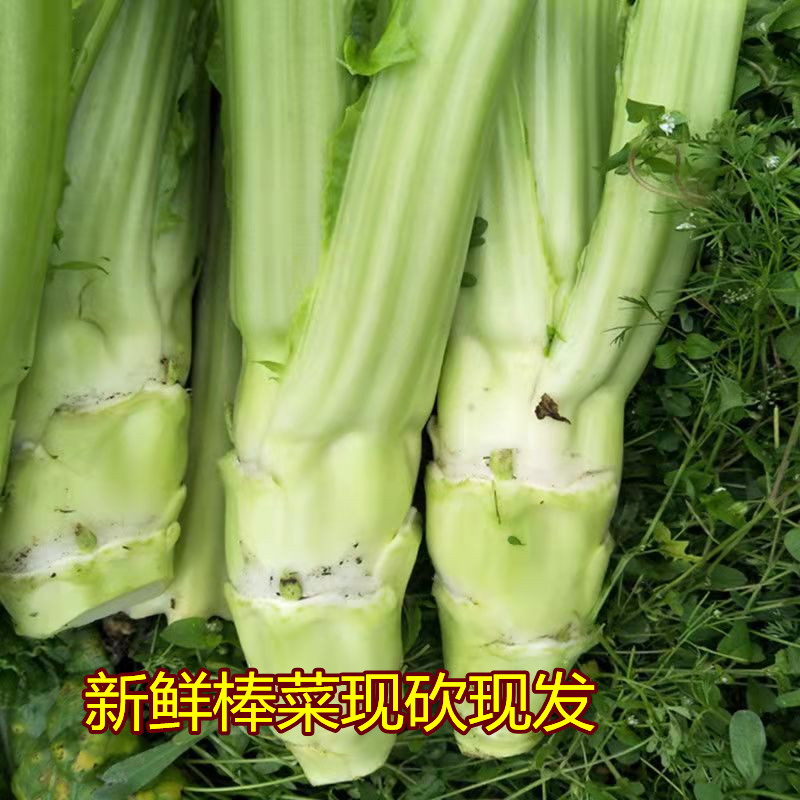 四川重庆特产棒棒菜青菜头农家棒菜苔泡菜青笋新鲜蔬菜8斤包邮