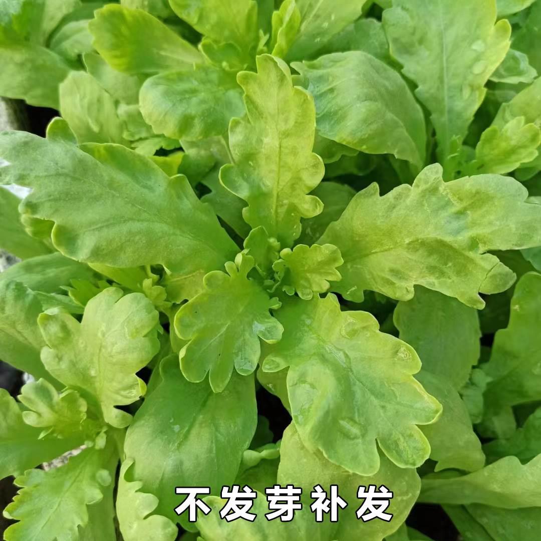 大叶光杆茼蒿菜种籽子青菜种大全秋冬季耐热抗寒蔬菜种籽四季孑菜