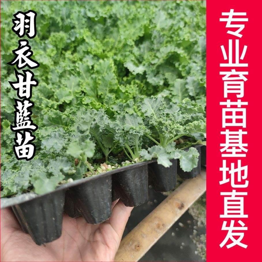 羽衣甘蓝苗秧苗紫绿抱子孢子甘蓝包头菜卷心菜秋冬阳台盆栽蔬菜苗