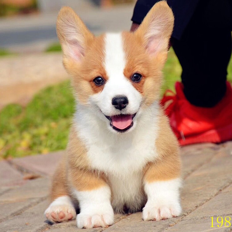 热销宠物狗小型犬家养