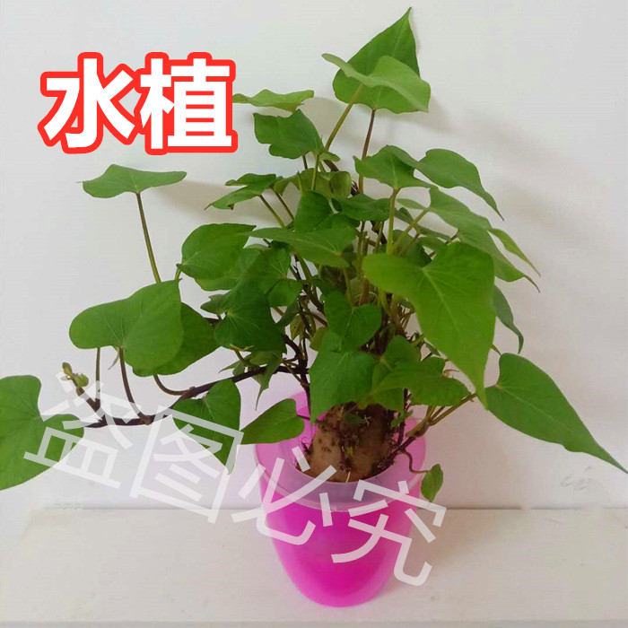 烟薯苗蔬菜苗手动便捷红薯苗栽苗器神器蔬菜载苗钳工y具红薯藤插