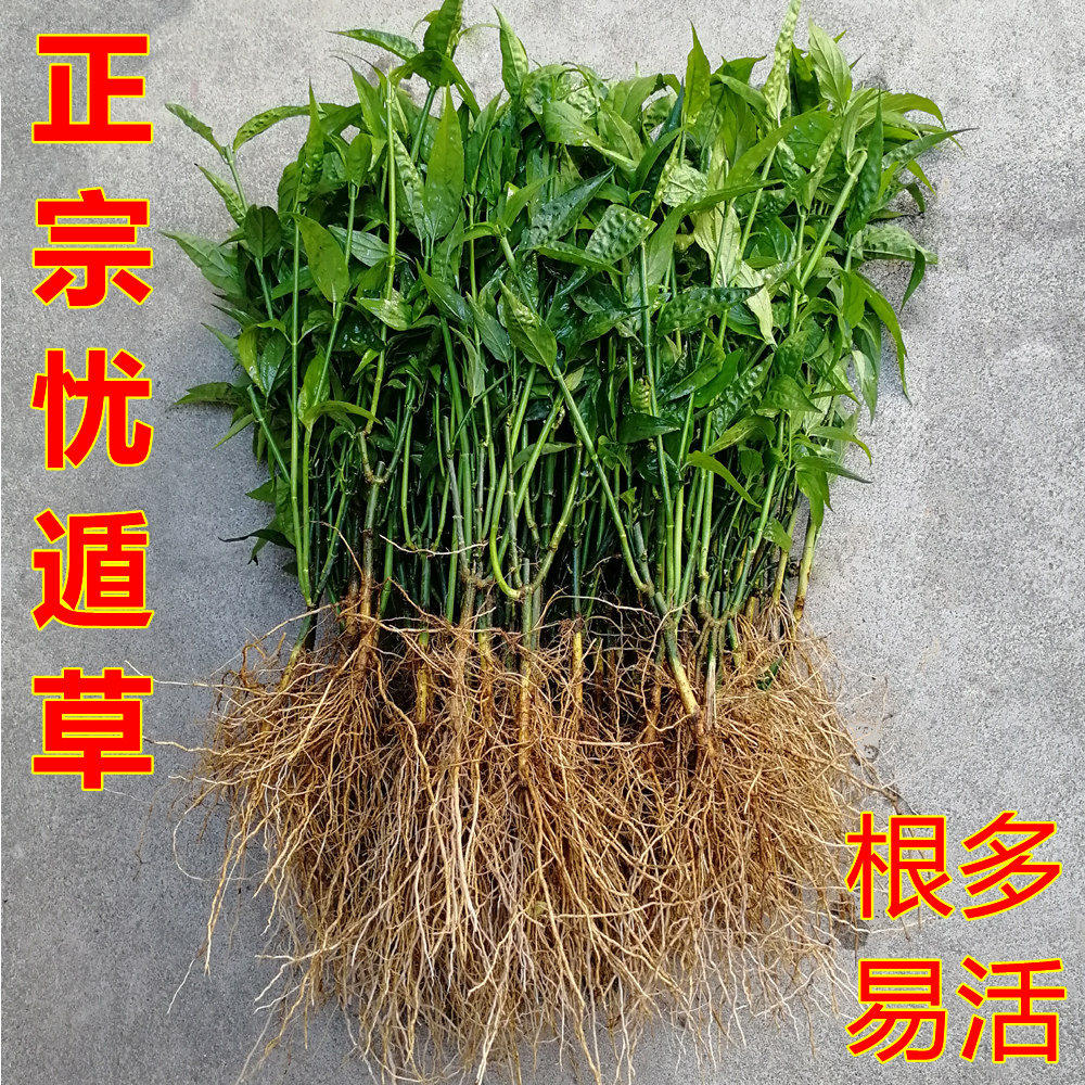 忧遁草
