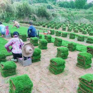 草皮真草坪带泥土地毯果岭草四季别墅花园庭院绿化带土马尼拉草坪