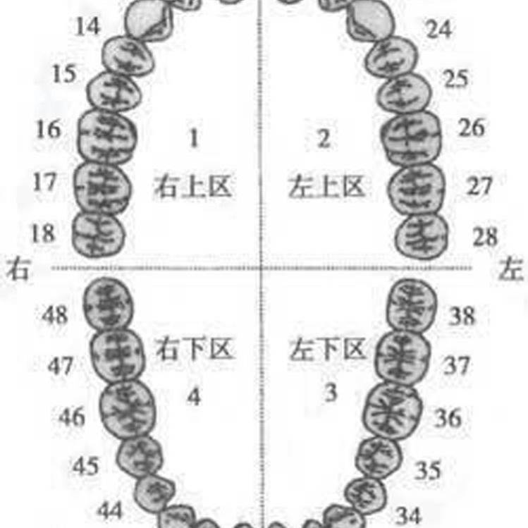 牙齿排列数字图片