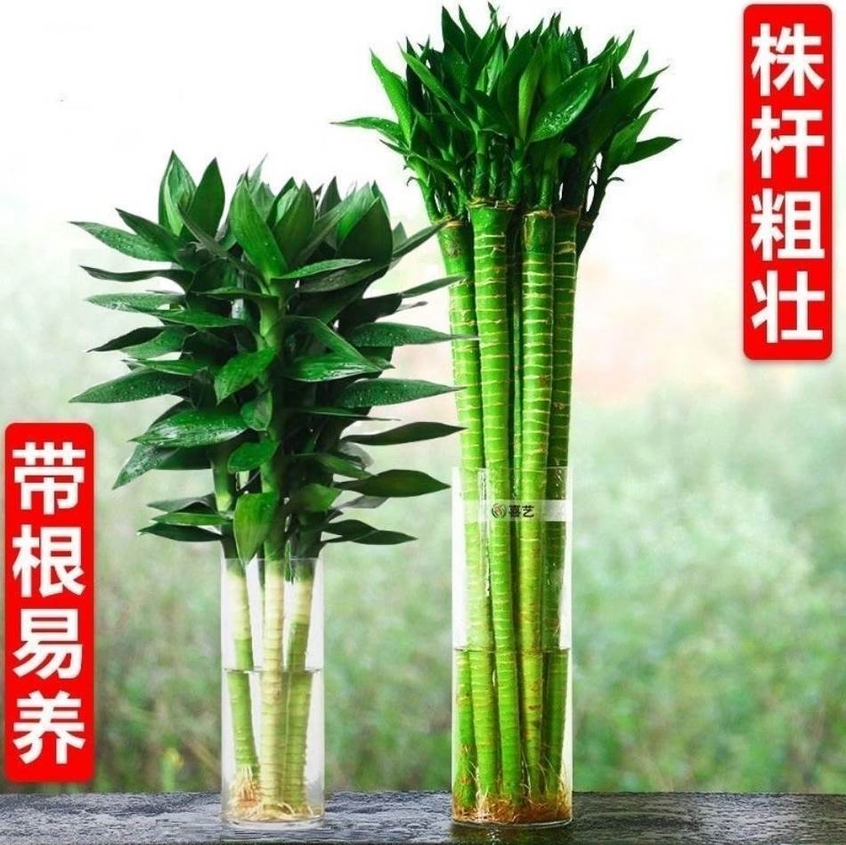 水养富贵竹怎么养(水养富贵竹怎么养才能更旺盛)