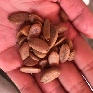 新采金弹子种子鸡血红老鸦柿种子梨形葫芦果灯泡型盆栽盆景种子