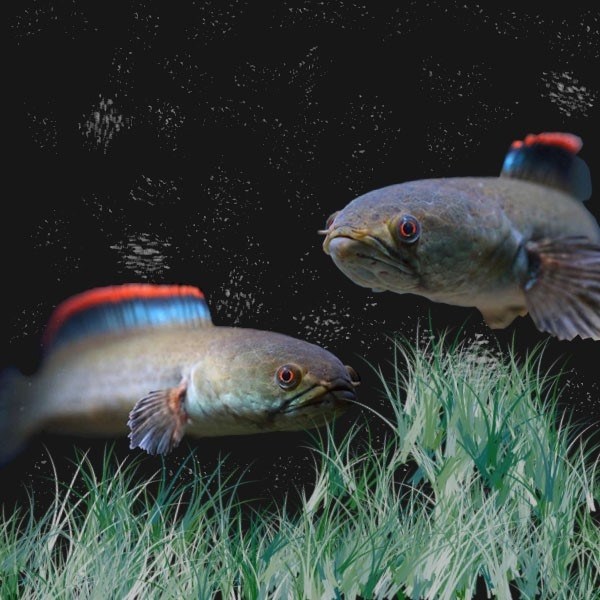 彩虹雷龙鱼活体鱼苗蓝帆南鳢巴卡雷龙小型中型冷水鱼观赏小鱼活体