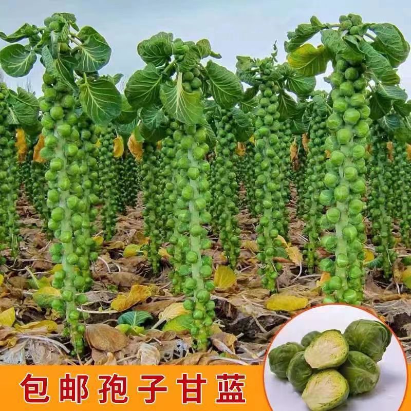 进口小包菜种子特色抱子甘蓝包心菜种