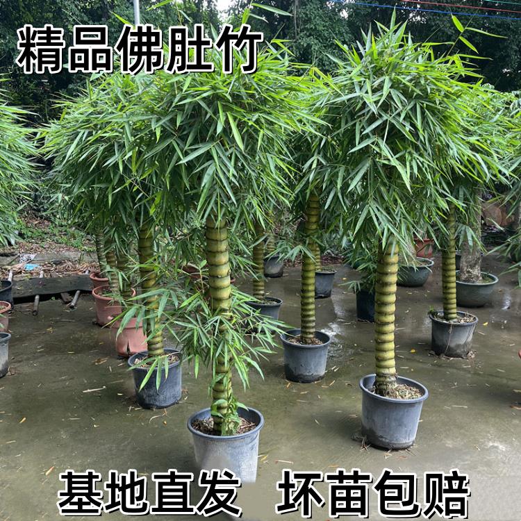 佛肚竹 竹子 紫竹大型四季盆栽客厅阳台摆放盆景庭院种植耐寒绿植