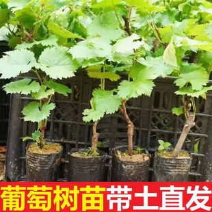 【带原土带叶发货】葡萄树苗盆栽地阳台栽庭院南北方种植当年结果