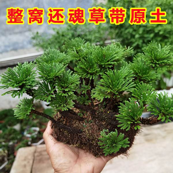 九死还魂草卷柏 见水还阳复活草 庭院室外阳台盆景盆栽绿植园艺草