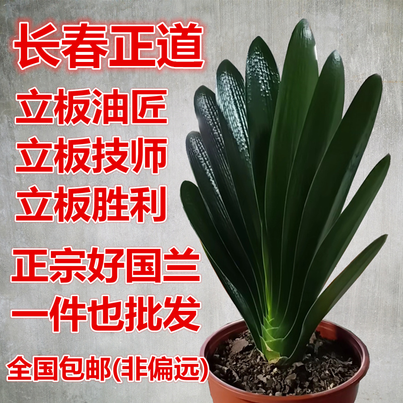 Changchun Boutique Clivia Pock-marked victory technician Baikal Round Flower Potin the Festive supplies/Gift , Wedding Themes/Props , travel permit category - from Buy2taobao.com to provide professional Taobao agent buy service