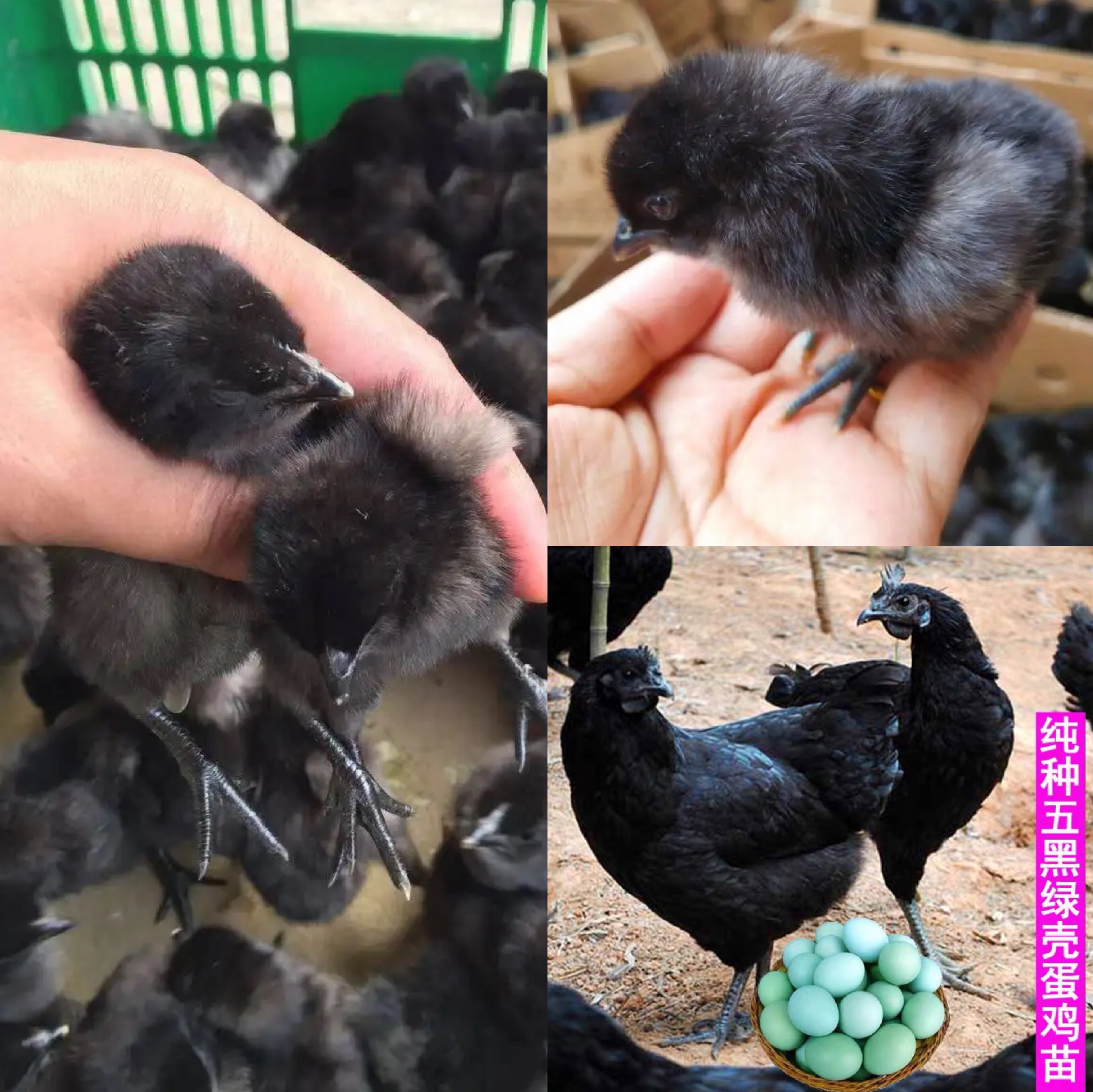 小鸡活苗纯种五黑鸡活苗高产绿壳蛋鸡五黑一绿鸡苗活体小脚土鸡苗