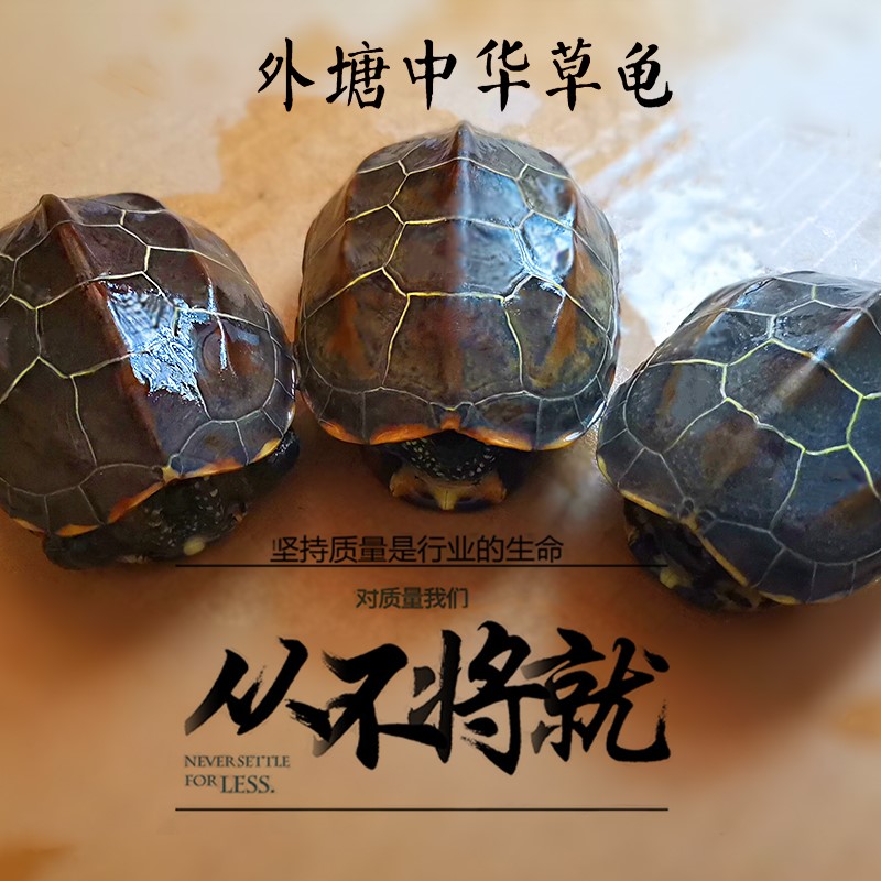 一折金钱龟 活体 纯种_中华草龟宠物龟草金钱乌龟活物食用小鱼苗活体