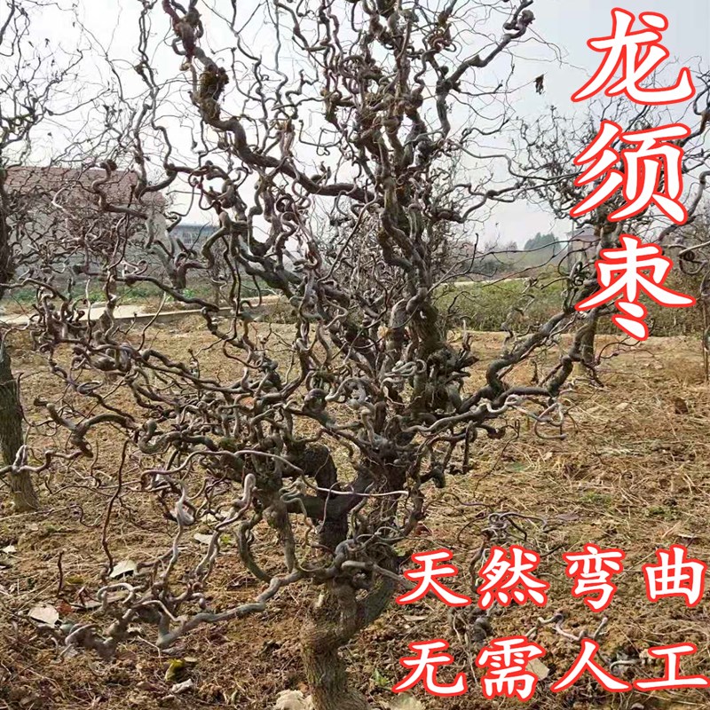果树嫁接苗龙须枣树苗盘龙枣树苗南北庭院种植当年结果观赏价值高