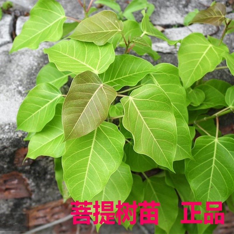 正宗菩提树苗 金刚菩提子榕庭院镇宅名贵盆景星月凤眼佛树平安树