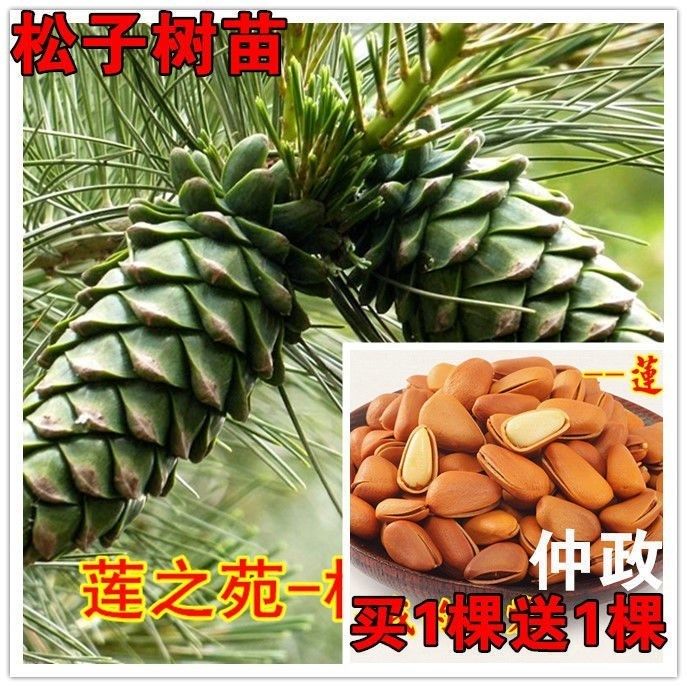 美国巴西松子苗坚果树苗可结果树苗结松籽的松树苗红松子树苗果树