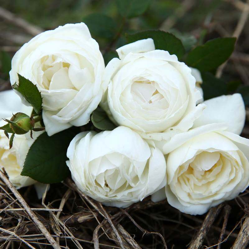 热销切花月季大花_稀有月季新品欧月 天鹅古董 切花灌木大花浓香白色