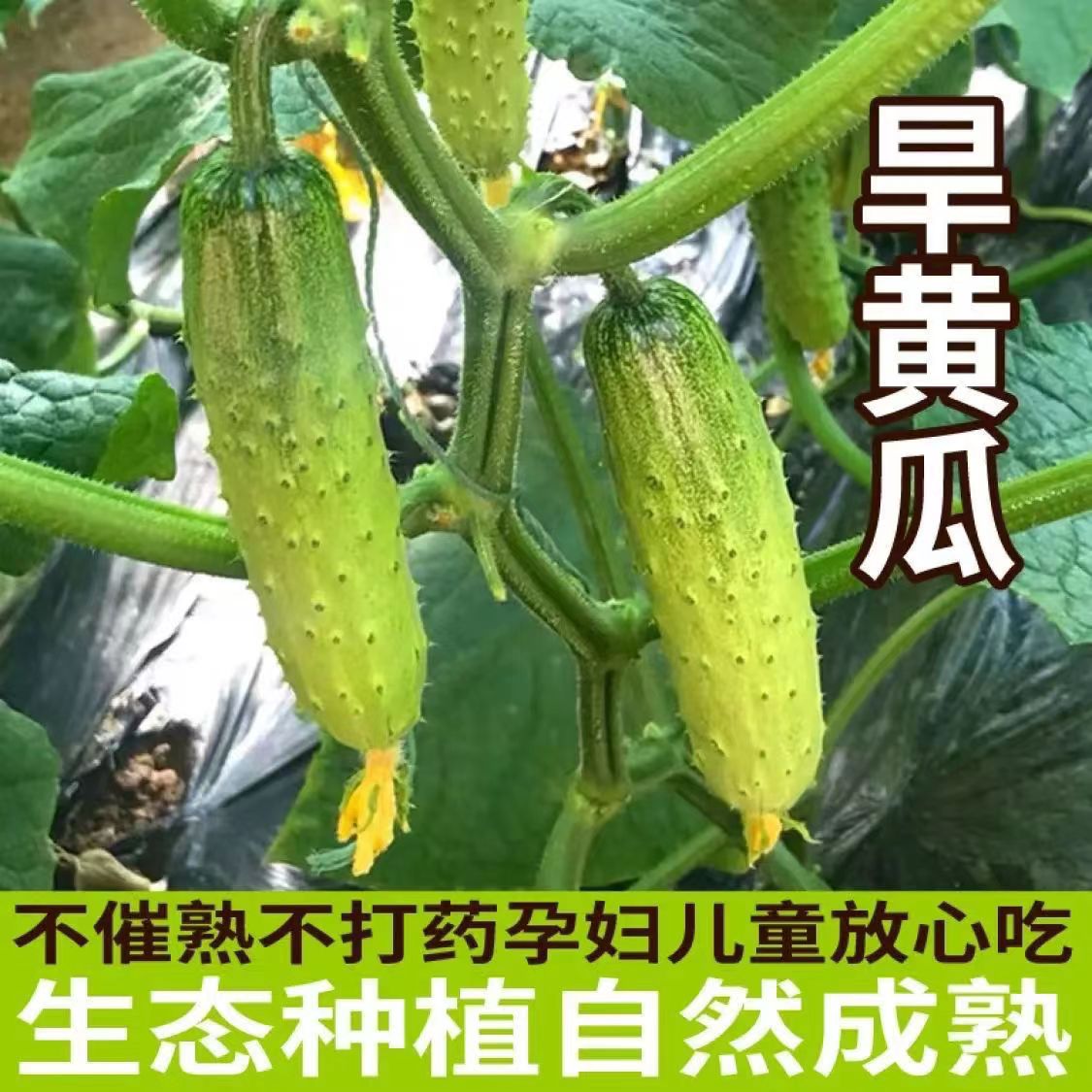 东北新鲜旱黄瓜5斤水果小黄瓜生吃脆甜果农现摘山东青瓜凉瓜带刺