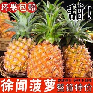 广东徐闻菠萝水果10斤装当季香水菠萝新鲜凤梨湛江香脆小菠萝带箱