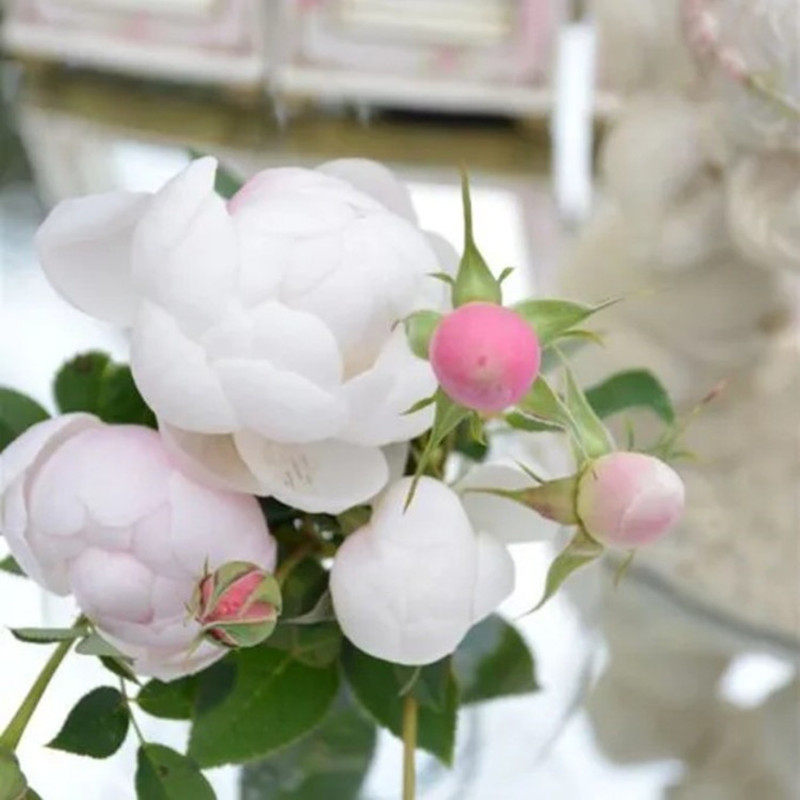 阳台盆栽微月扦插小兔子月季花苗花卉浓香阳台盆栽四季微型玫瑰苗