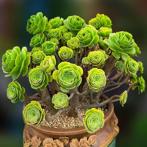 绿羊绒大型大颗法师多肉植物盆栽组合绿植花卉新手好养稀有品种