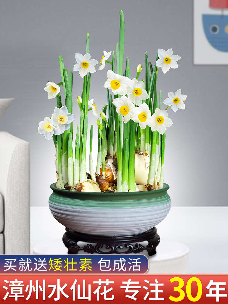 特价水培植物种子室内水养花